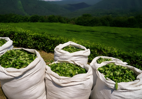 Untitled design (82)